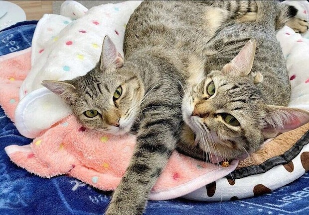 生後9カ月頃の2匹の猫