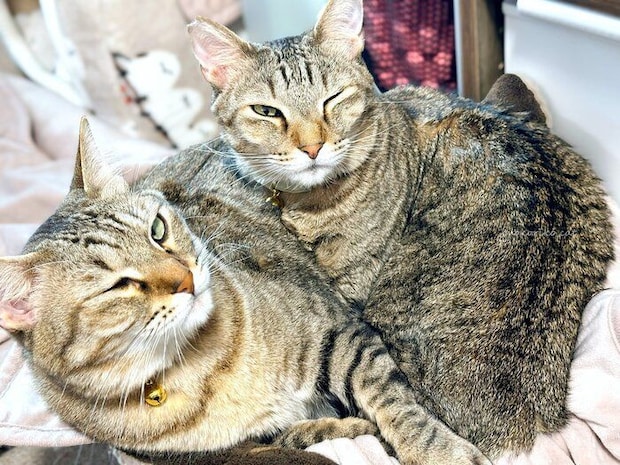ウィンクをしている2匹の猫