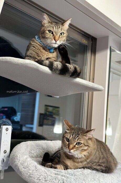 ハンモックでくつろぐ2匹の猫