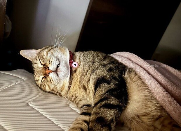 眠っている猫
