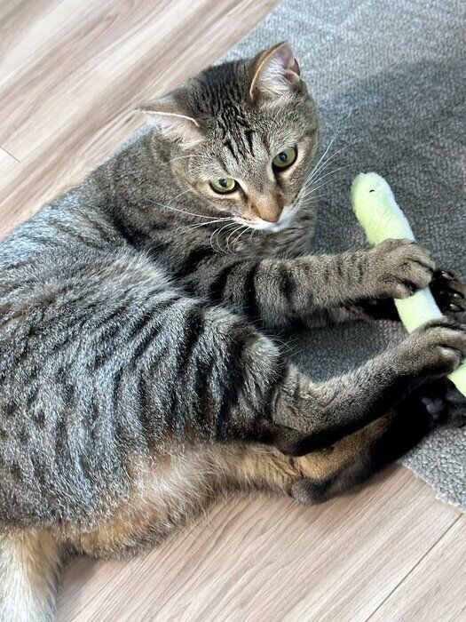 おもちゃで遊ぶ猫