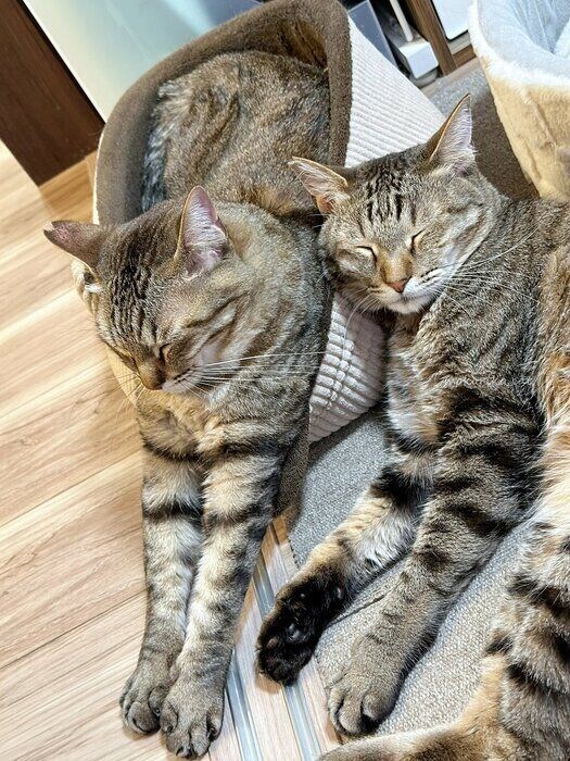 お昼寝中の2匹の猫