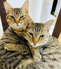 2匹の保護子猫の兄弟をお迎え→4才の今は「かけがえのない家族」に！　お互いを想い合っているような姿に心温まる