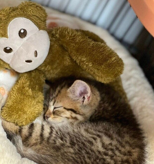 猿のぬいぐるみと眠るsellyくん