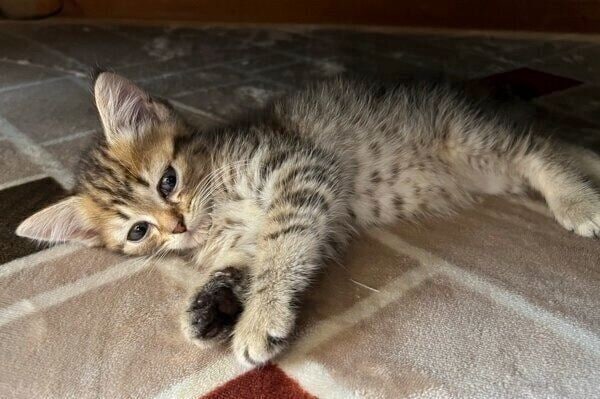 猫風邪で熱があったsellyくん