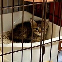お迎え初日は警戒してトイレから出てこなかった子猫→4才の今、貫禄たっぷりの食いしん坊なコに成長！