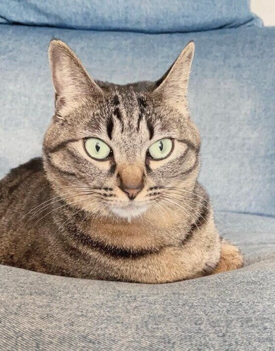 くつろいでいる猫