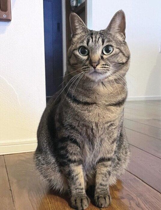 座っている3才の猫