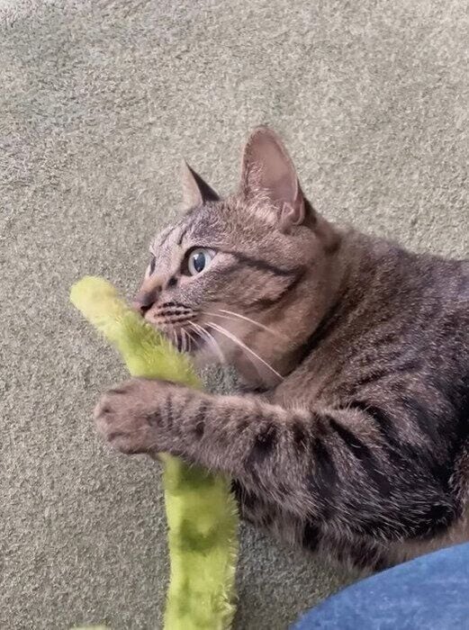 おもちゃで遊ぶ猫