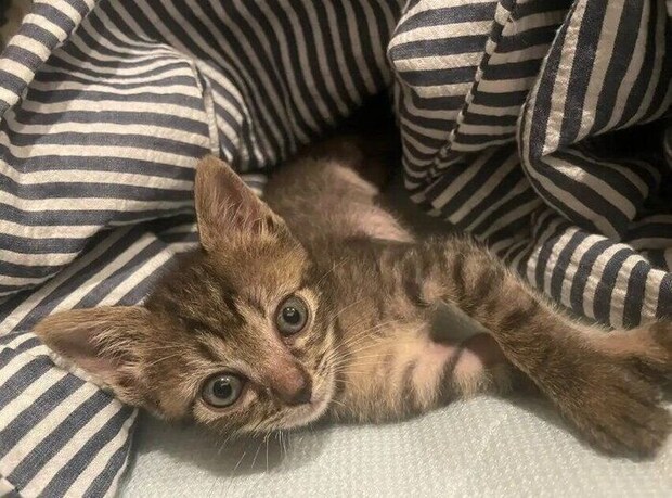 飼い主を見つめる生後4～5週間の猫