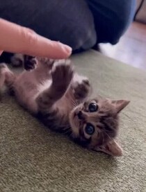 倉庫の奥の隙間で鳴いていた子猫を保護→元気に「スクスク、プクプク」成長し、3才の今はすっかり「家族の一員」に！