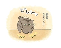 猫の「サイレント着地」、終了のお知らせ【連載】交通事故にあった猫を拾いました#263