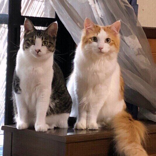 並んでオスワリする猫たち