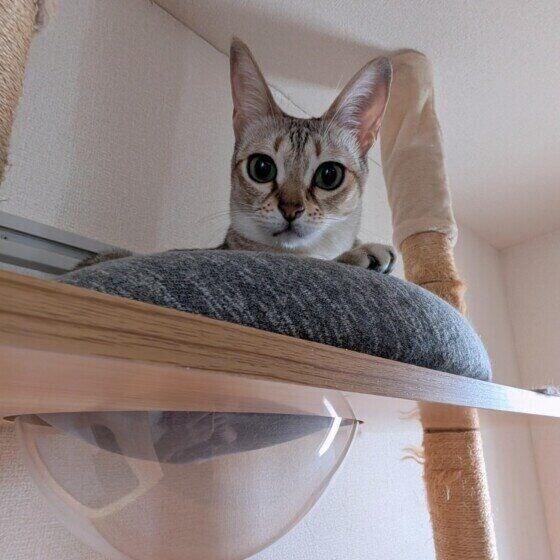 猫タワーから見下ろすシンガプーラ