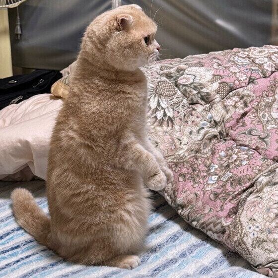 スコティッシュフォールド　見つめる
