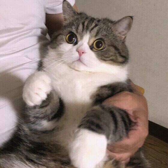 ブリティッシュ＆ペルシャ　あまえんぼ