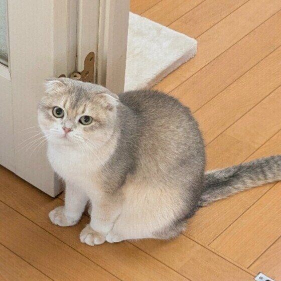 スコティッシュフォールド　見つめる
