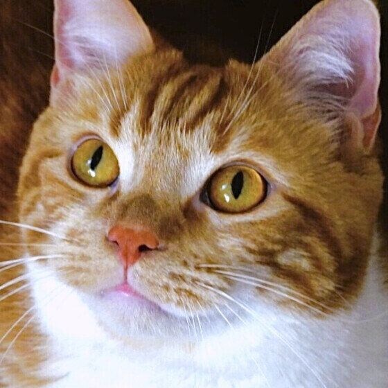 マンチカン　私だけがかわいいと思っている顔
