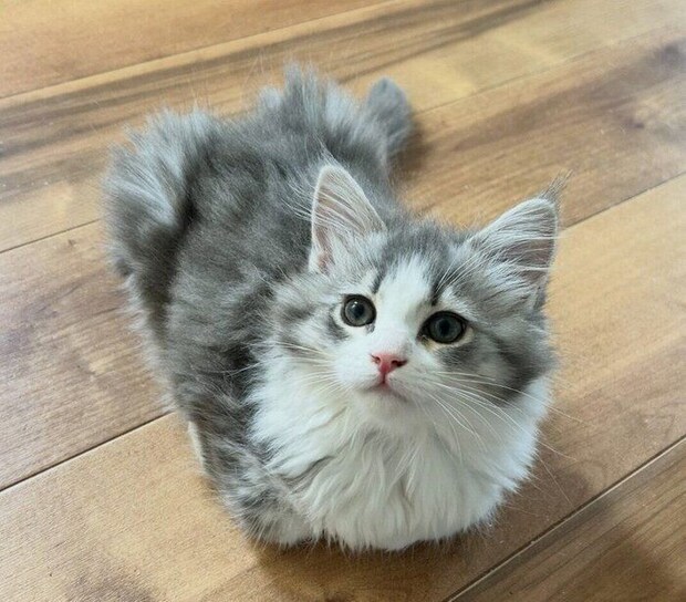 香箱座りをするにんちゃん