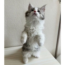 おやつのおいしさに気づいちゃった!?　2本足でスクッと立つ生後2カ月の子猫にキュン