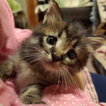 物置で生まれた「ポッケに入る大きさ」の子猫→5才の今、家で一番の“大物”に成長！
