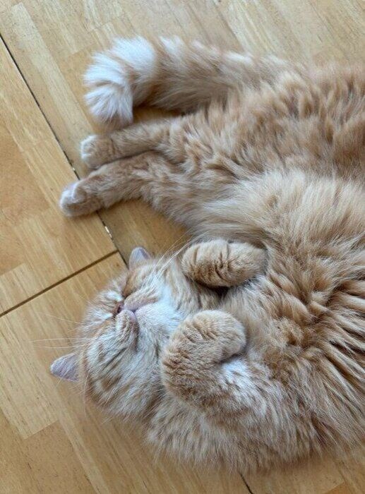 体をくねらせているエキゾチックショートヘア