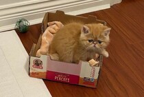 生後2カ月のエキゾ子猫と家族に→約2年後、大きく成長しても時々見せる「赤ちゃん味のある表情」がたまらなく可愛い！