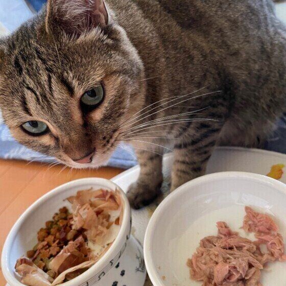 朝ゴハンを食べるくーちゃん
