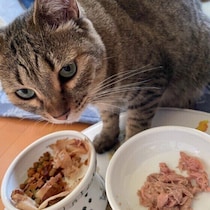 自分で“選べる”ことがストレス軽減に　猫のお世話・遊びに「選択肢」を与える大切さ