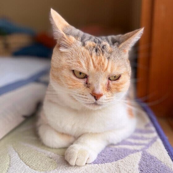 イカ耳になるスコティッシュフォールド