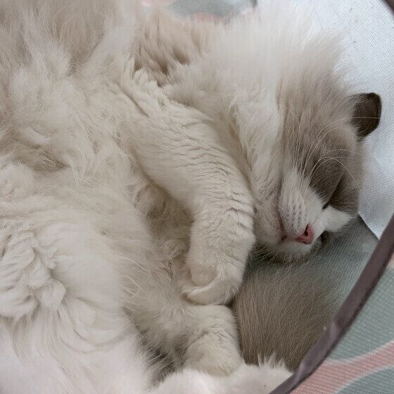 ぐっすりと眠るラグドール