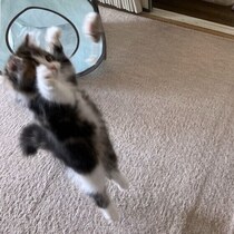 気まぐれなのはどうして？ 猫の生態の「なんで？」に専門家がお答えします！