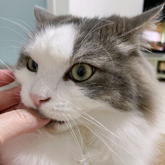 ミックス猫　ゴールデンウィークの一枚