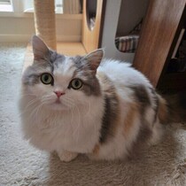 留守番により猫の問題行動が出るのはなぜ？　さみしさが関係している可能性を獣医師に聞いた