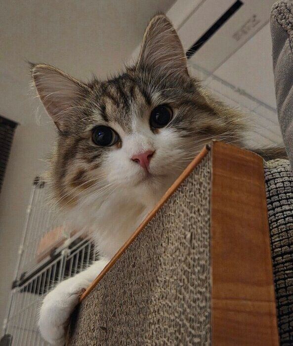 子猫時代のびびちゃん