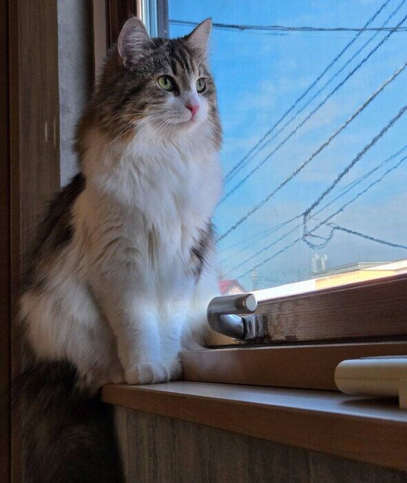 外を眺めるびびちゃん