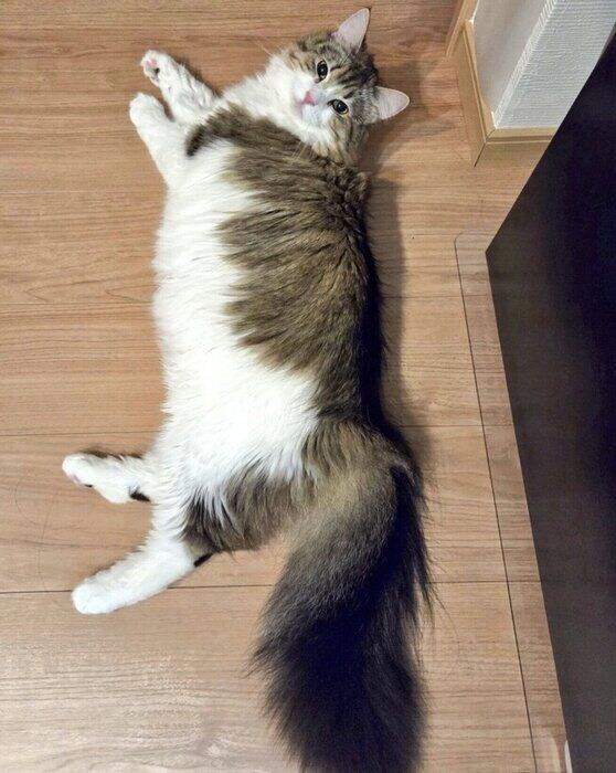 現在のびびちゃん