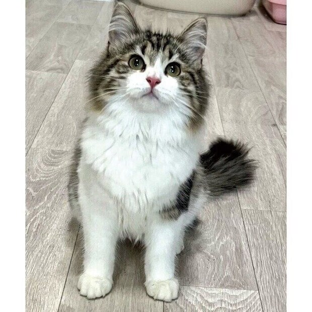 保護猫時代のびびちゃん