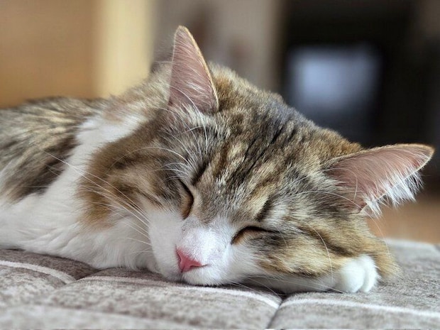 「天使の寝顔」を見せるびびちゃん
