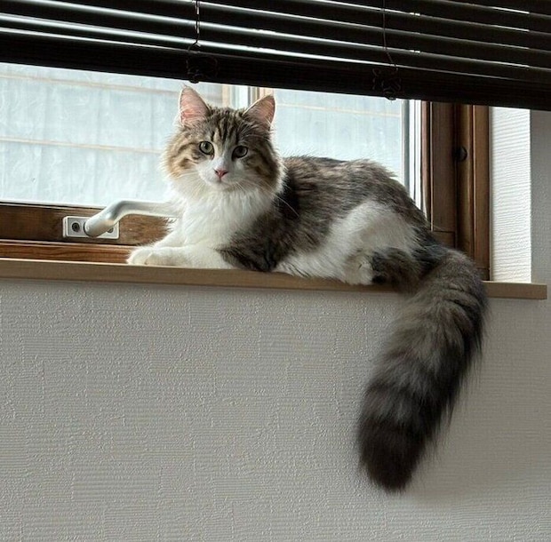 子猫時代のびびちゃん