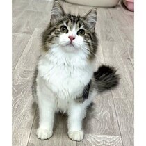 大ケガから回復した娘が望んだ「猫との暮らし」　迎えた保護猫は離れた家族も引き寄せる「我が家の中心」に！