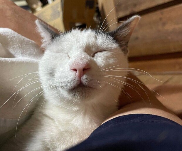 腕枕が大好きなみいちゃん
