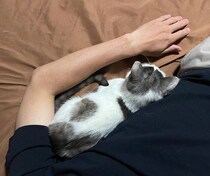 納屋に住み着いていた元野良の子猫→保護から4カ月、飼い主にピタッと密着する甘えん坊な姿が愛おしい
