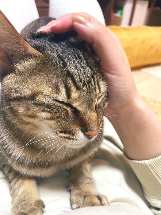 飼い主に甘える猫