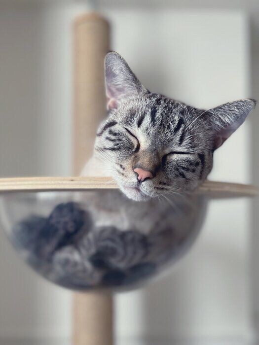 透明のボウルでくつろぐ猫