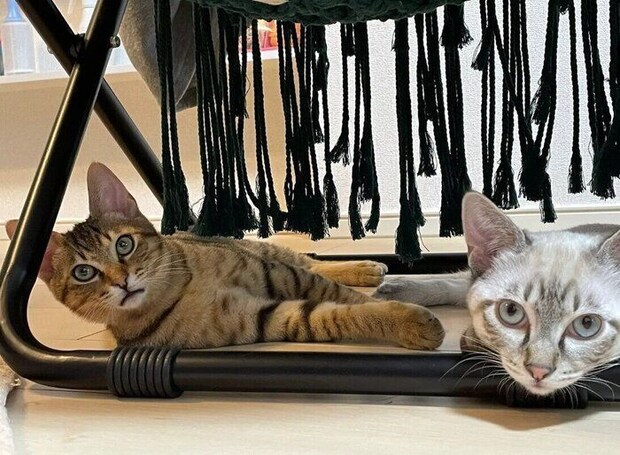 生後5カ月の2匹の猫