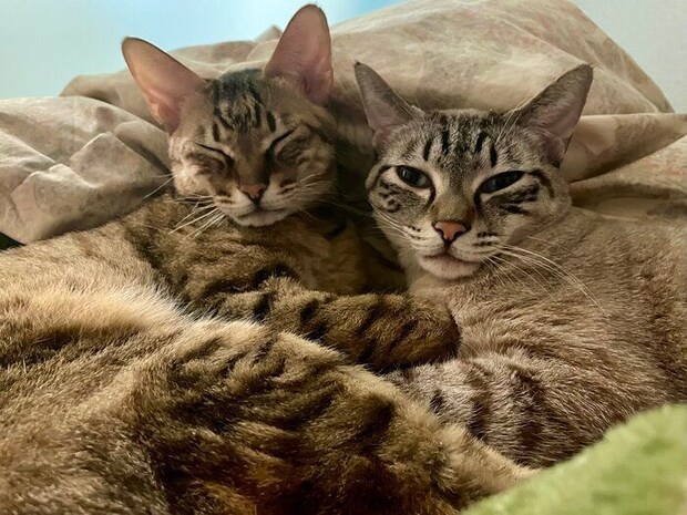 体を寄せ合う2匹の猫