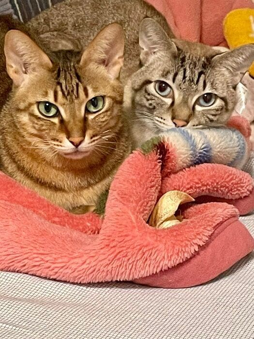 4才になった2匹の猫