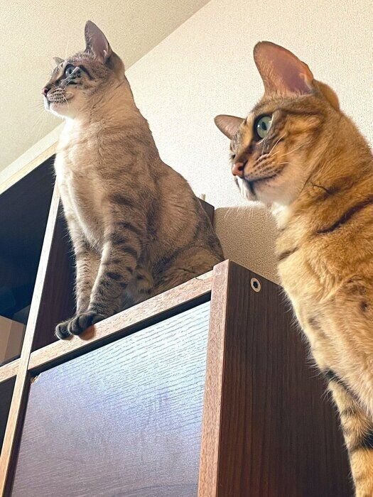 同じ方向を見る2匹の猫