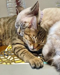 一緒に丸くなっていた2匹の保護子猫の兄弟をお迎え→4年後、性格がまったく違っていても仲が良い関係性にほっこり！